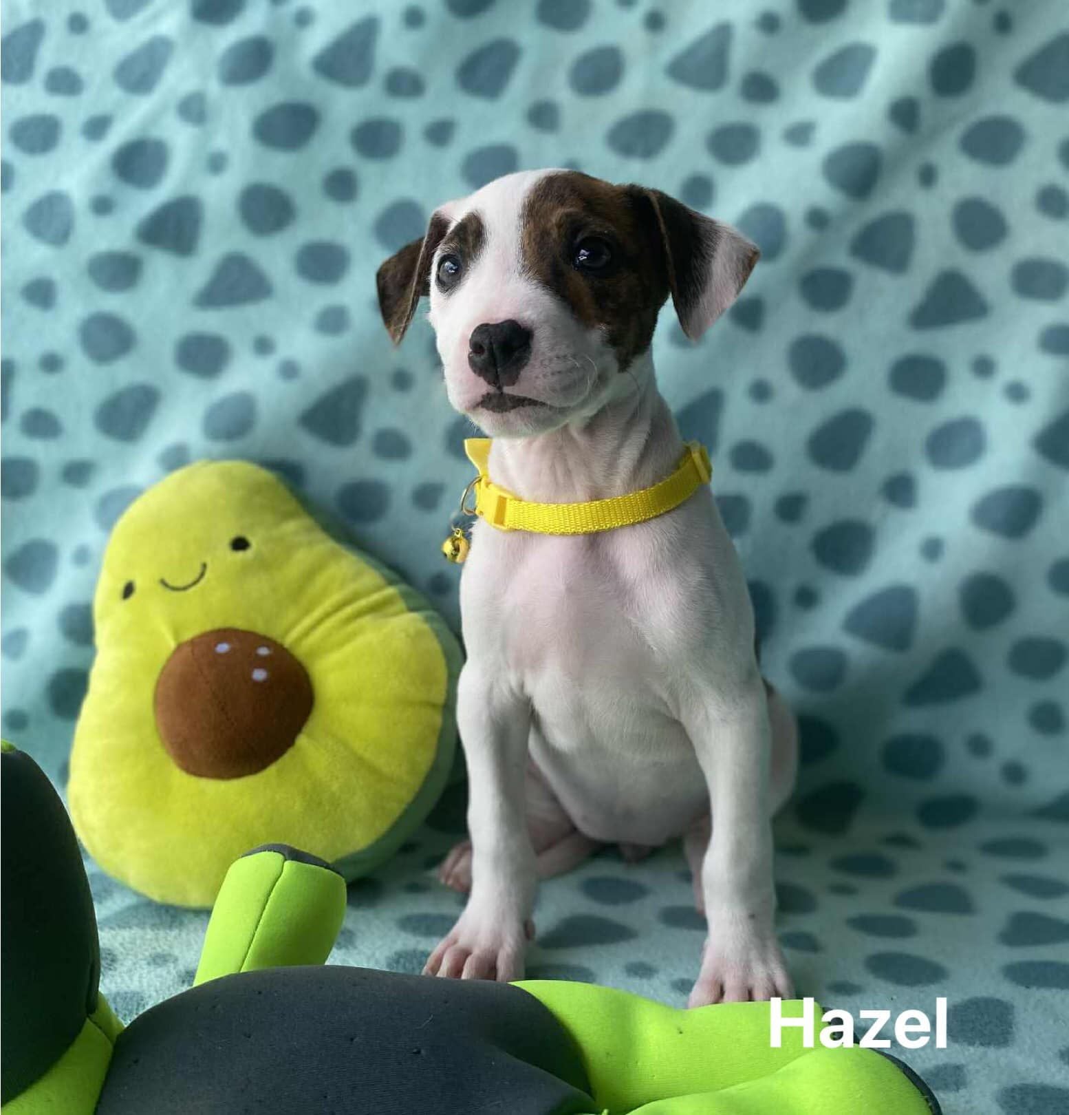 Hazel Hazel